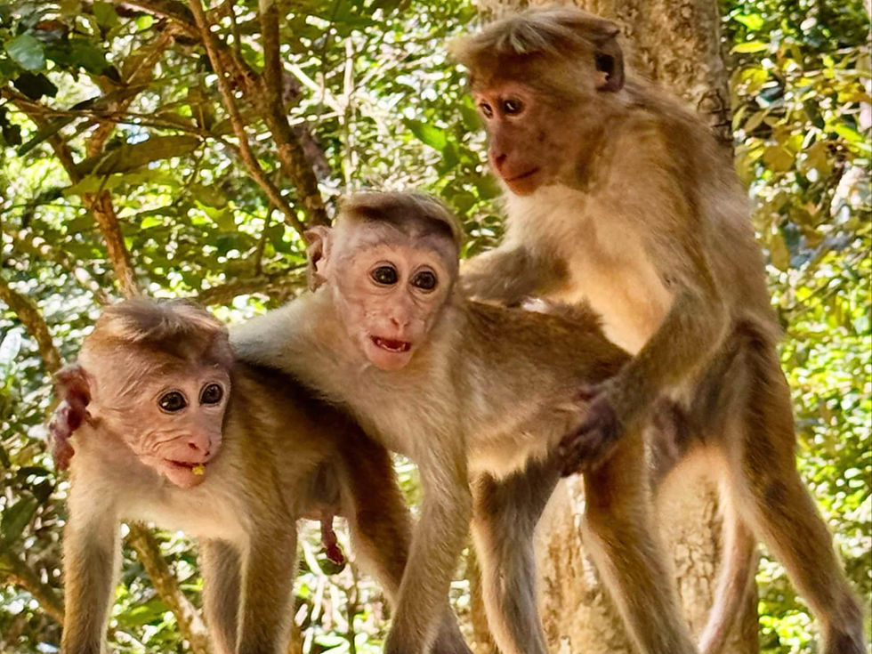 Three monkeys playing around at Wilpattu National Park