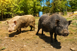 Cochons