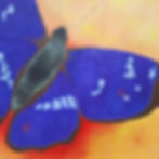 Purple Emperor