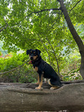 Dog on top of a tree trunk