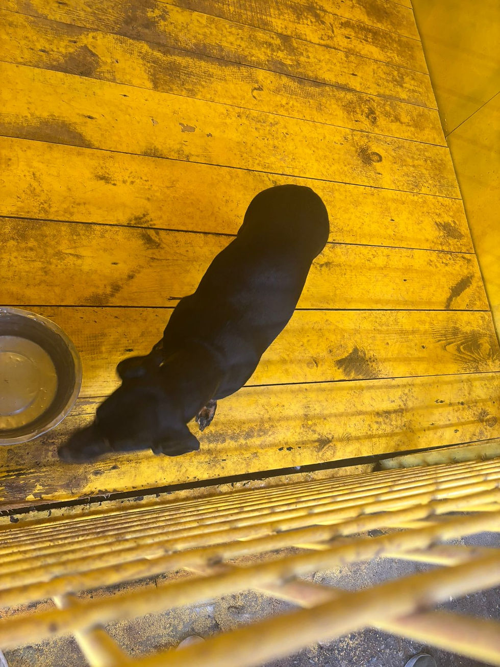 Немає клички