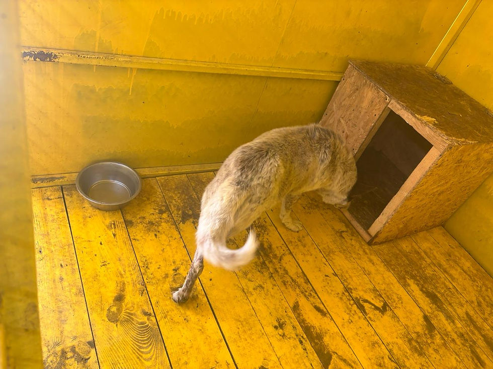 Немає клички