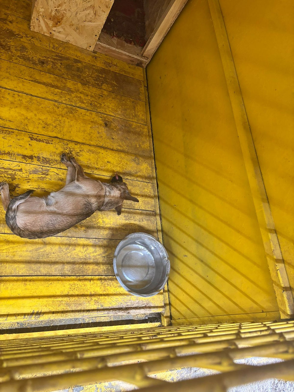 Немає клички