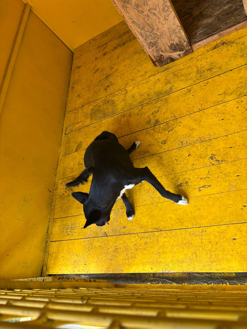 Немає клички