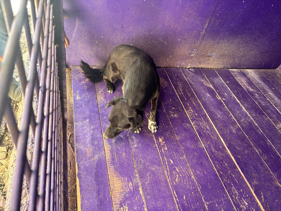 Немає клички