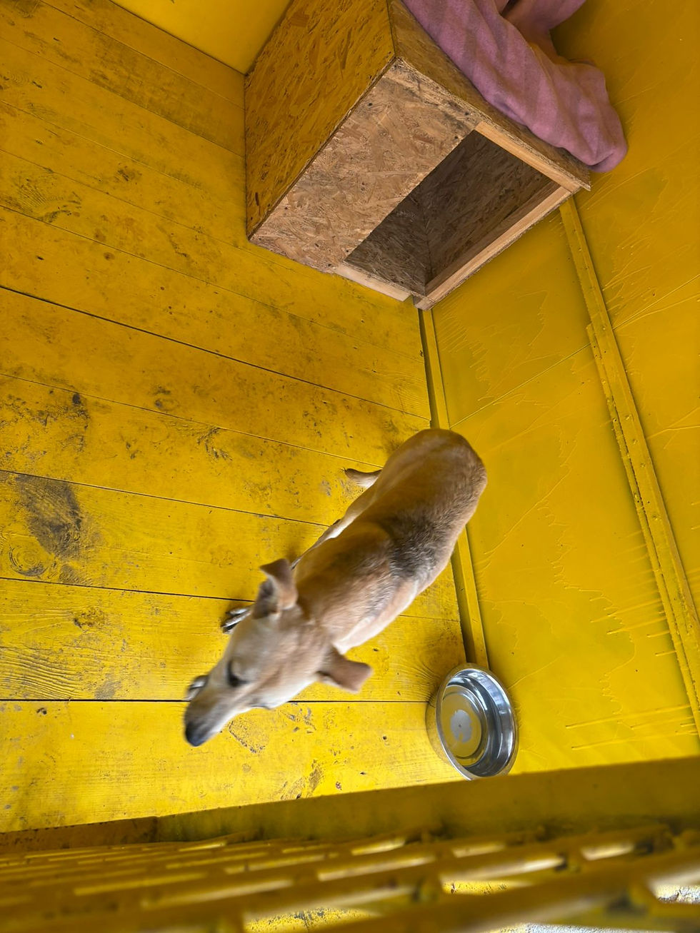 Немає клички