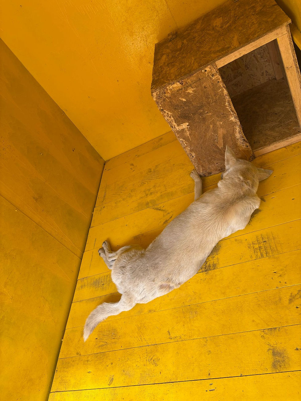 Немає клички