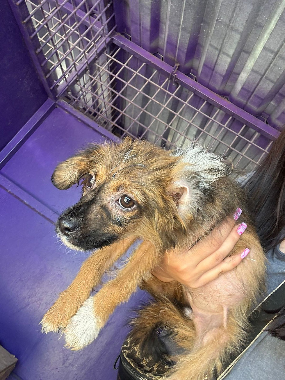 Немає клички