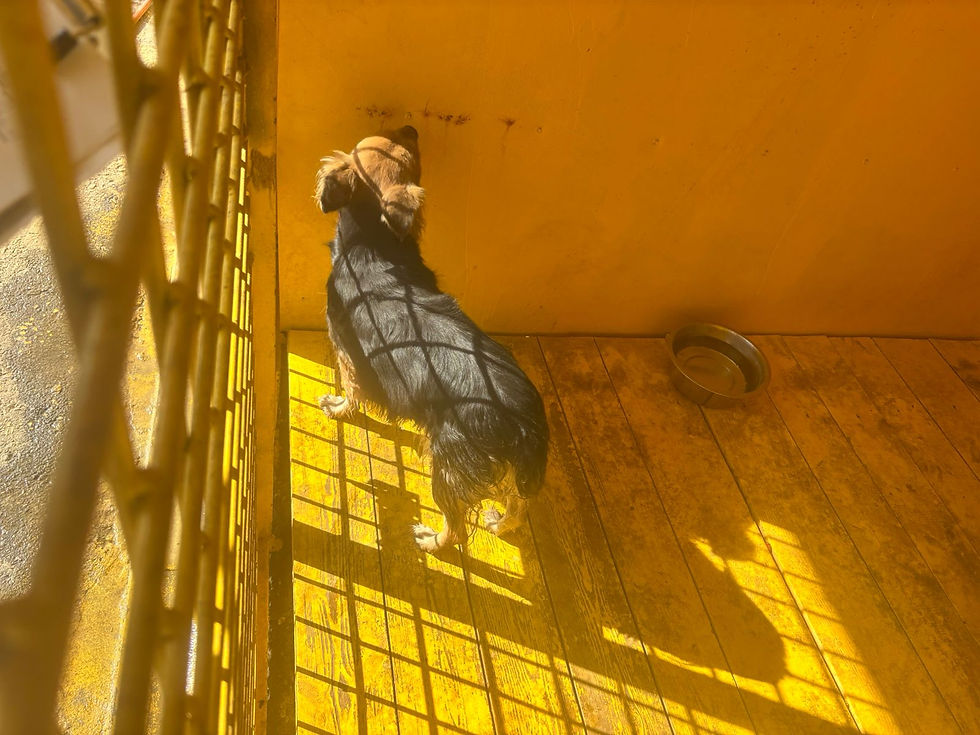 Немає клички