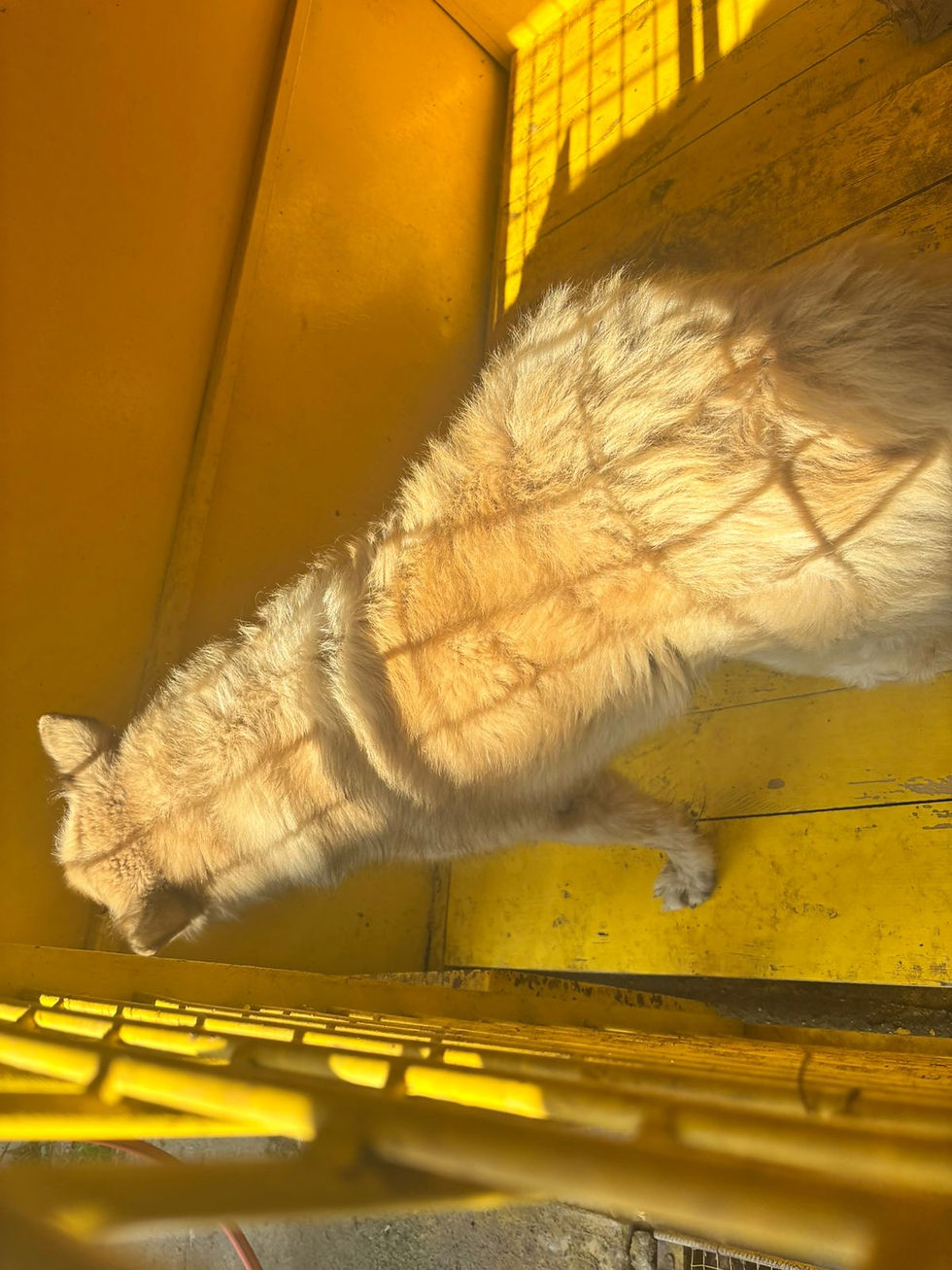 Немає клички