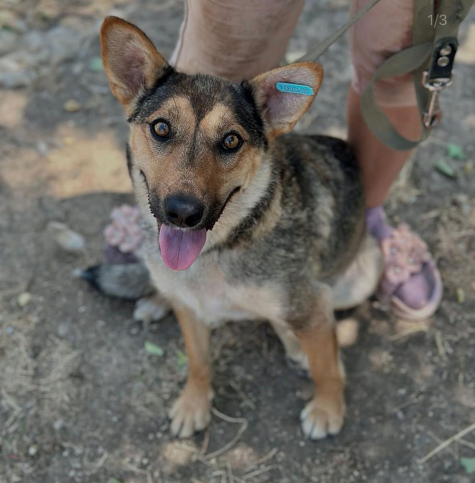 Немає клички