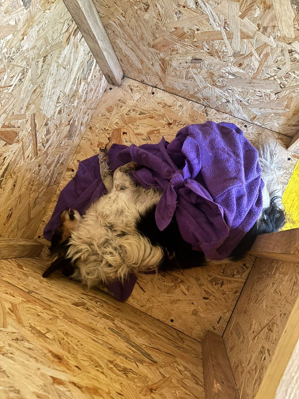 Немає клички