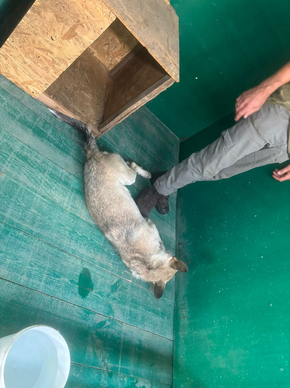 Немає клички