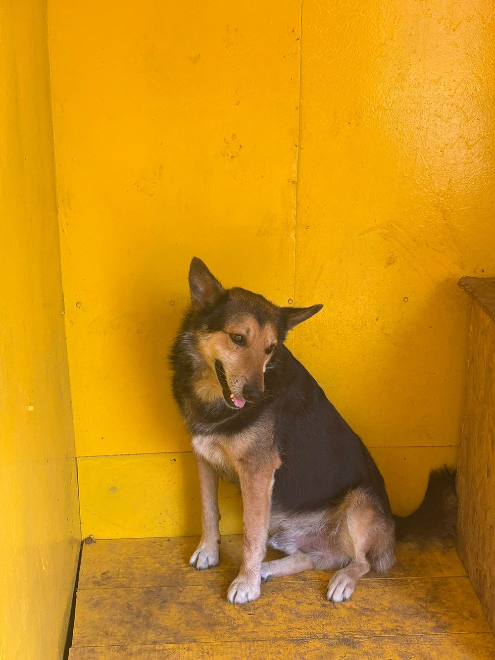 Немає клички