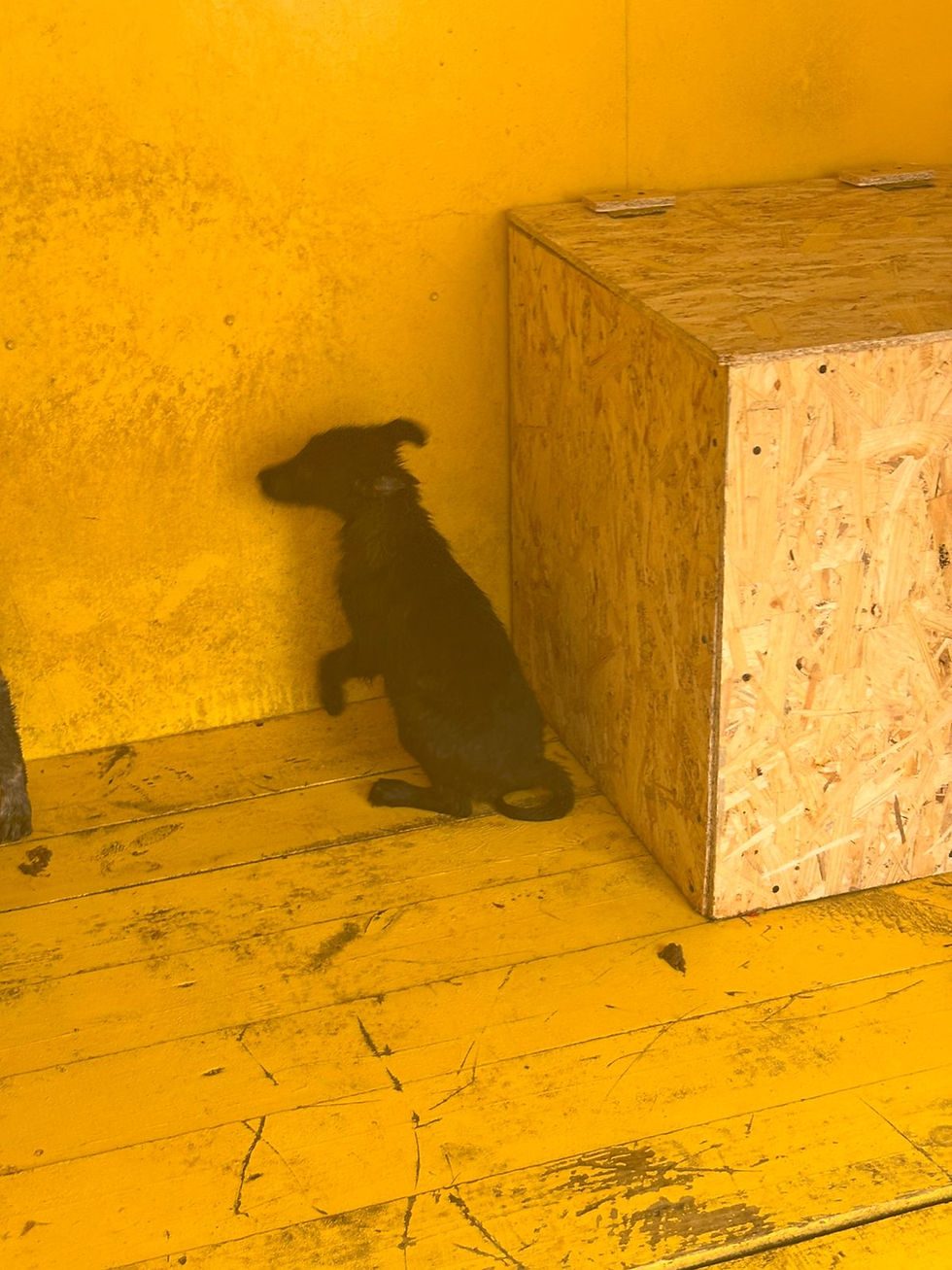 Немає клички