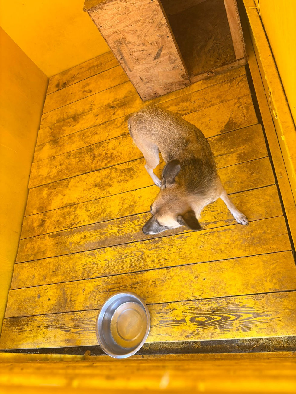 Немає клички