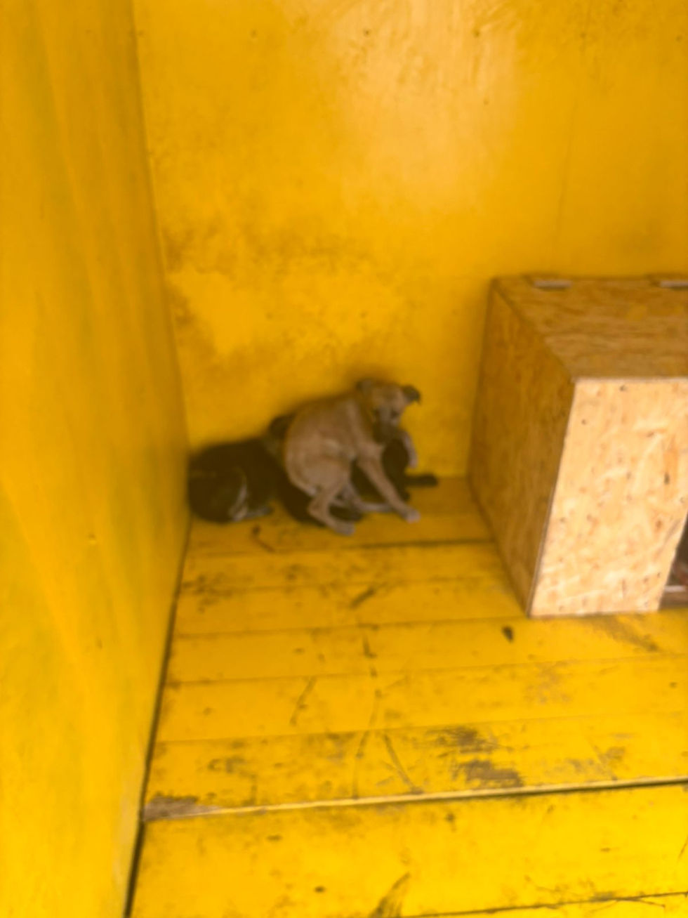 Немає клички