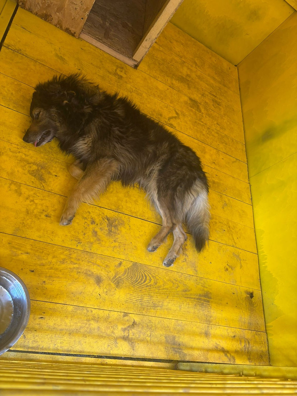 Немає клички