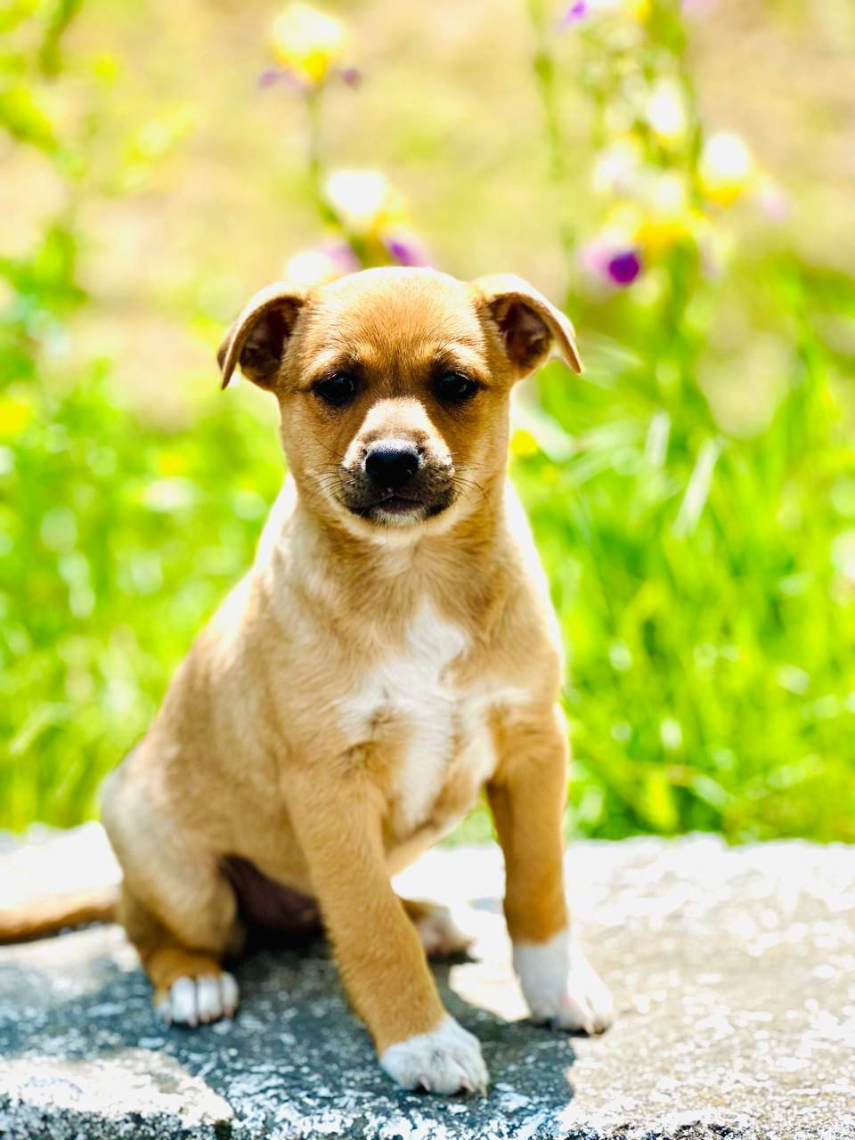 Немає клички