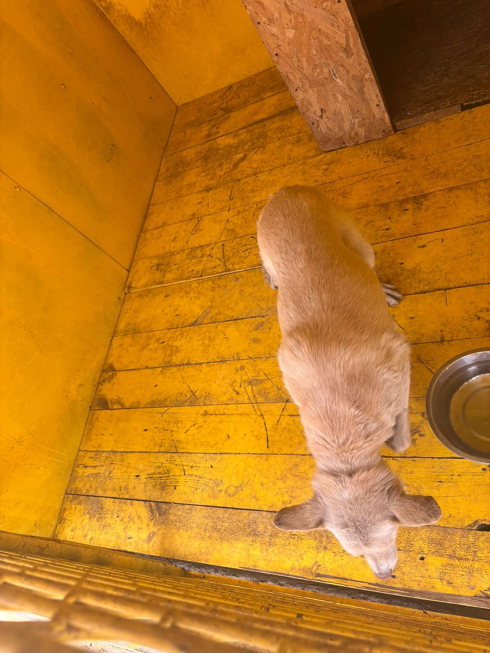 Немає клички