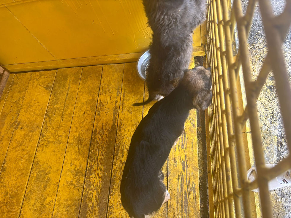 Немає клички