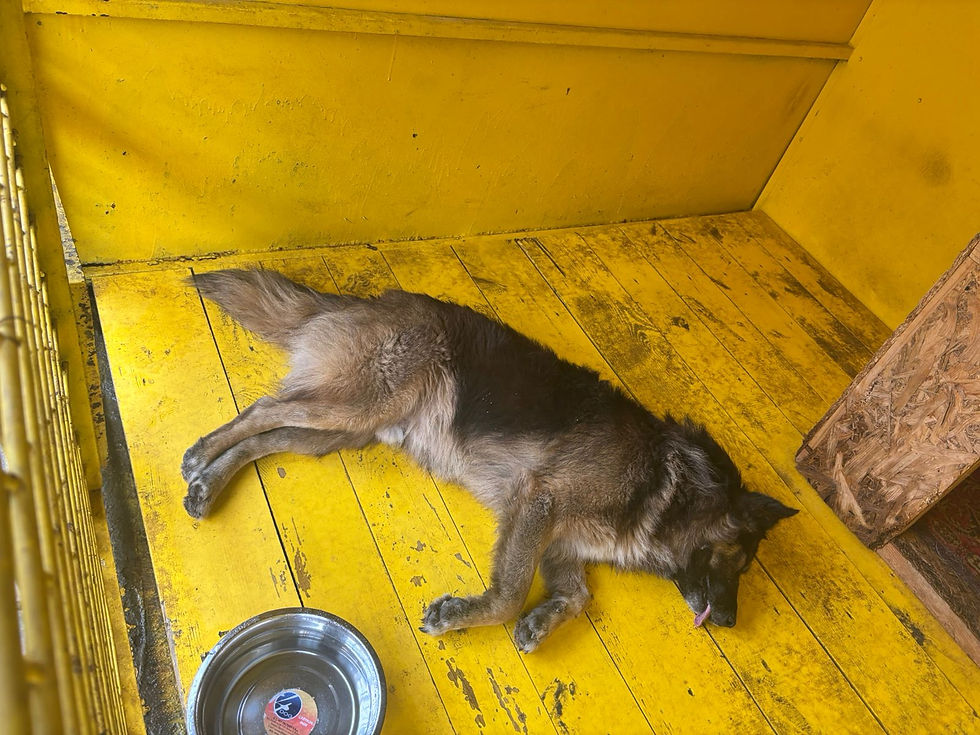 Немає клички