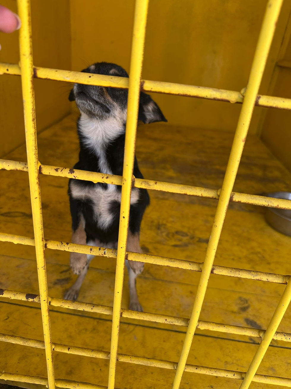 Немає клички