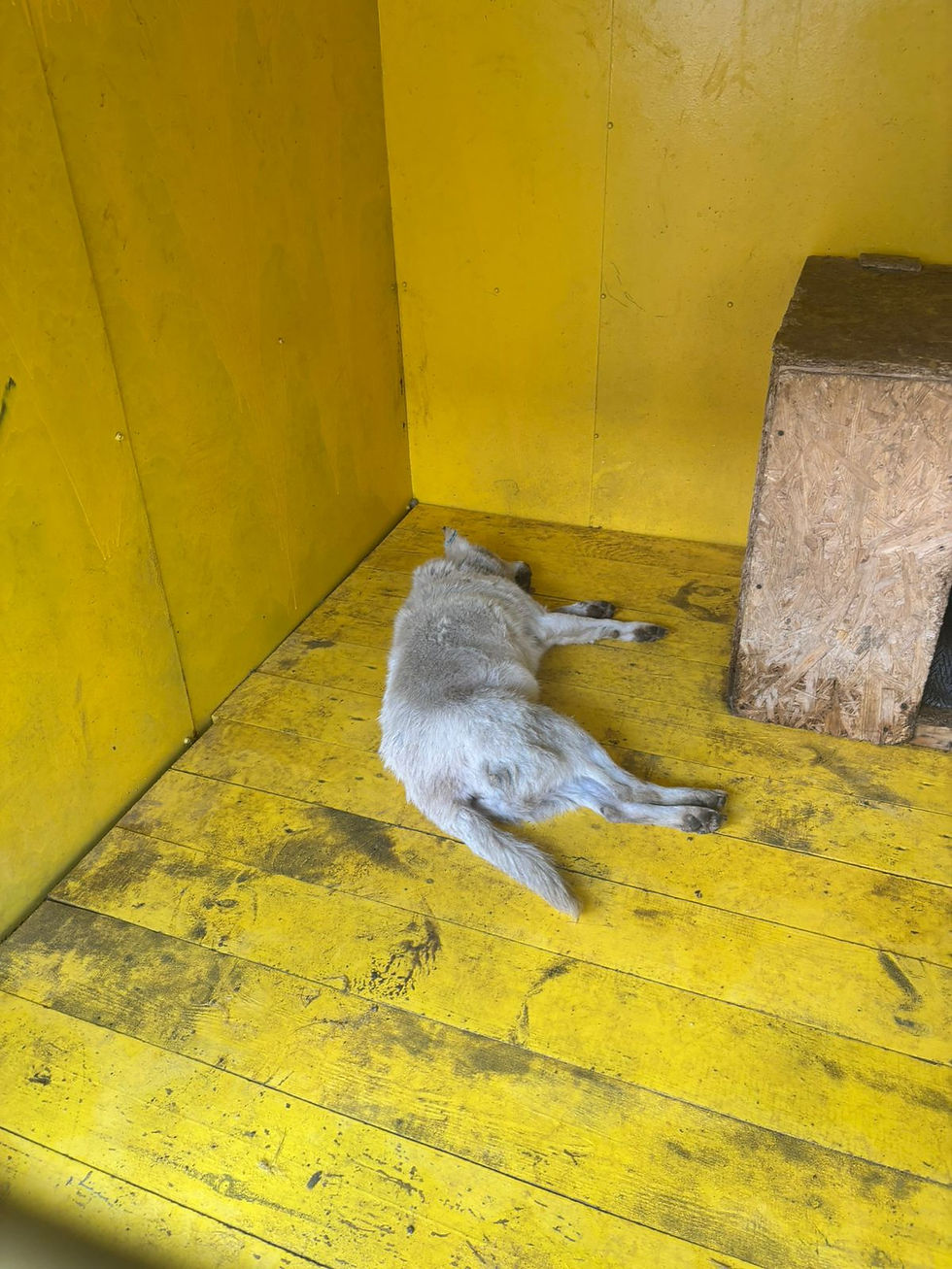 Немає клички