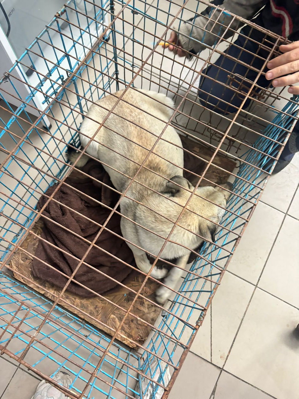 Немає клички