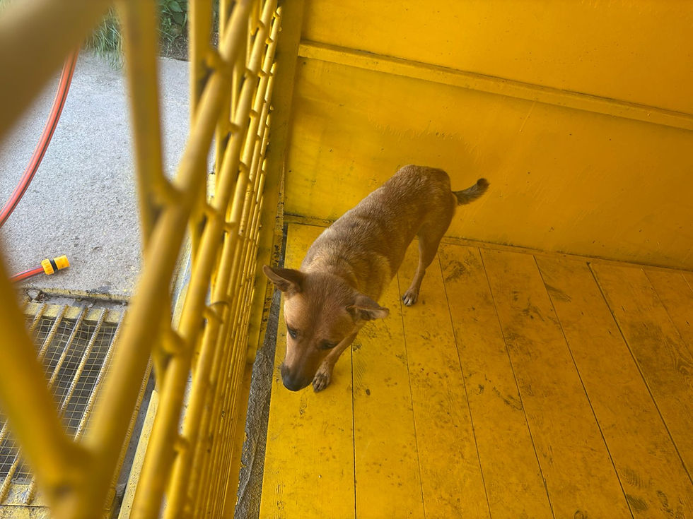 Немає клички