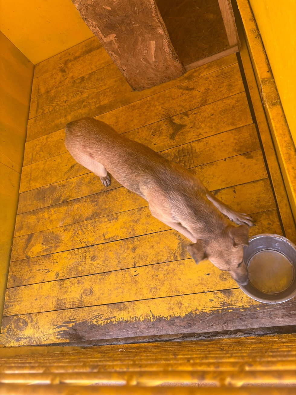 Немає клички