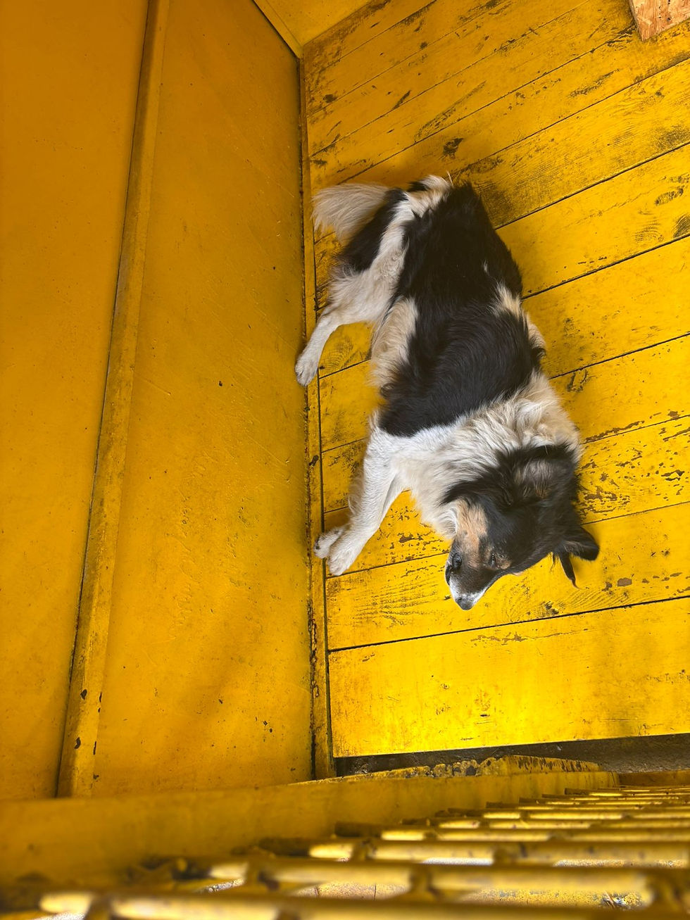 Немає клички