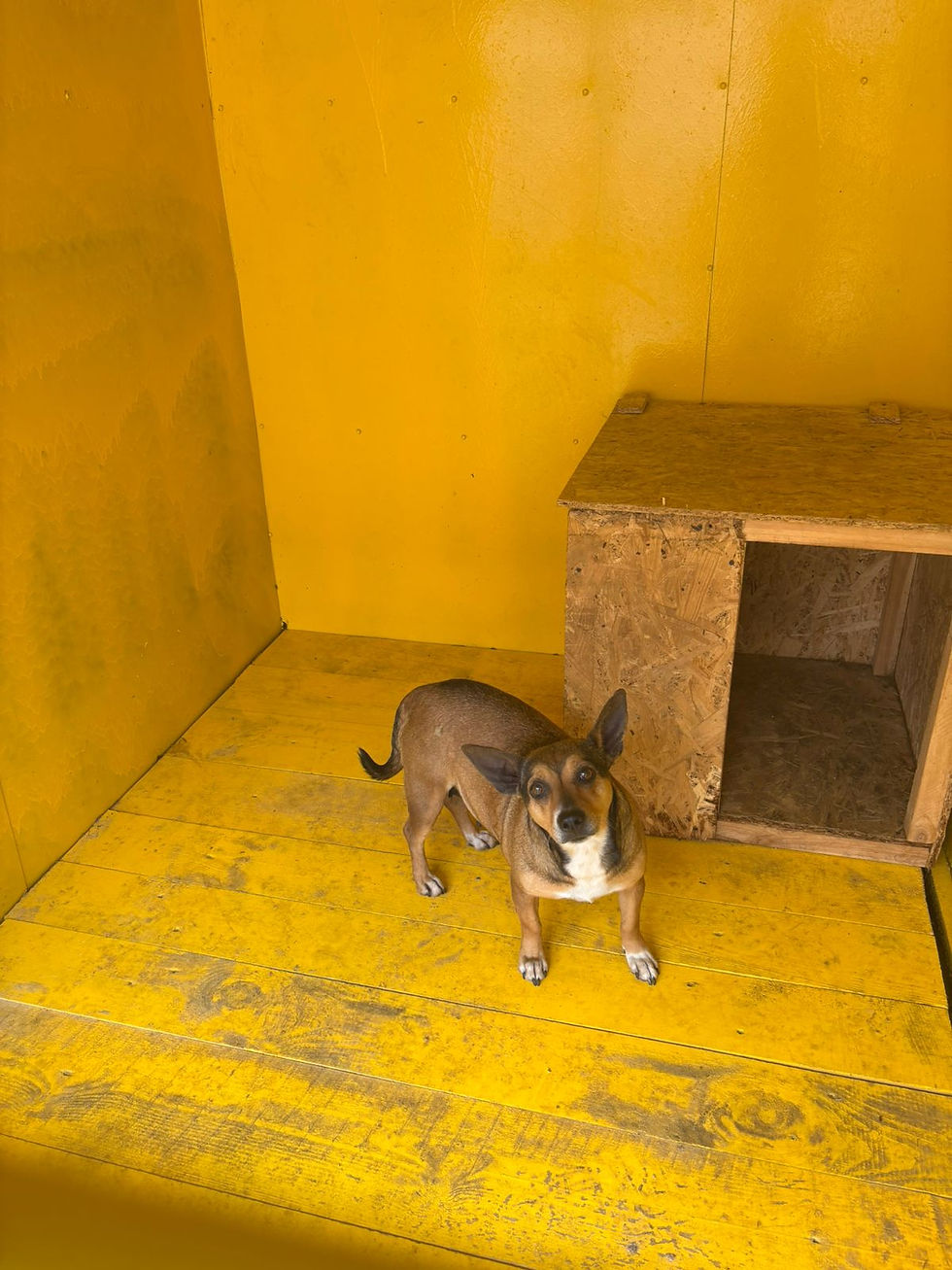 Немає клички