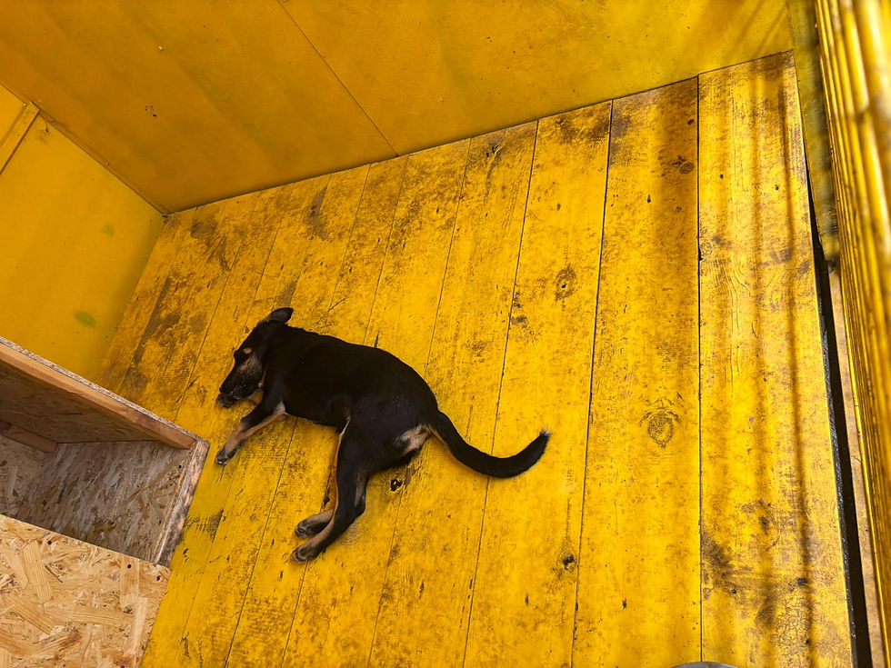 Немає клички