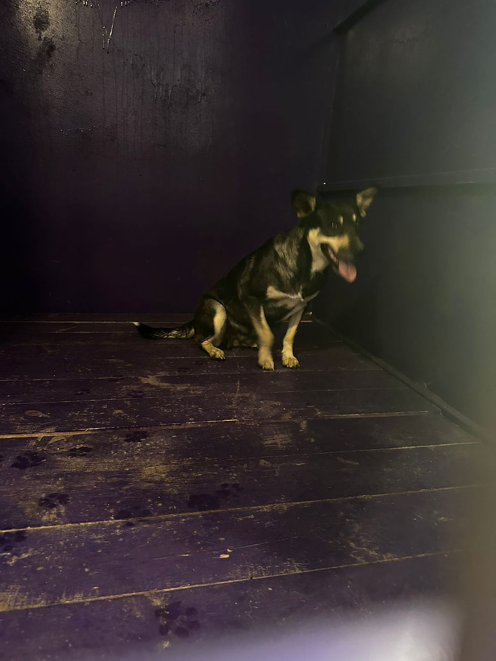 Немає клички