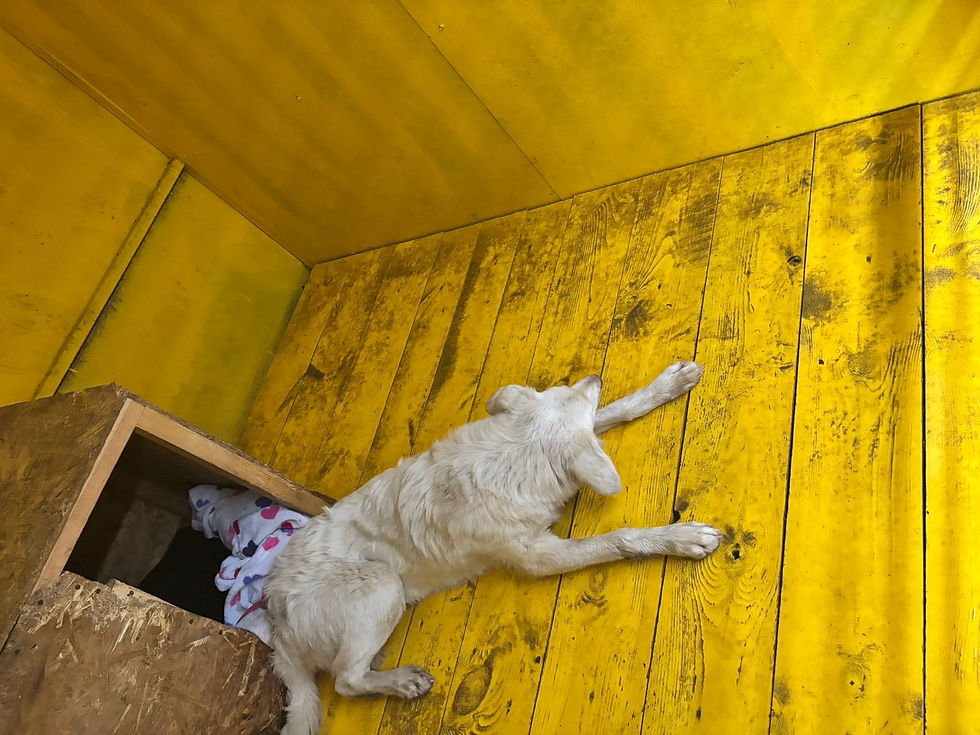 Немає клички