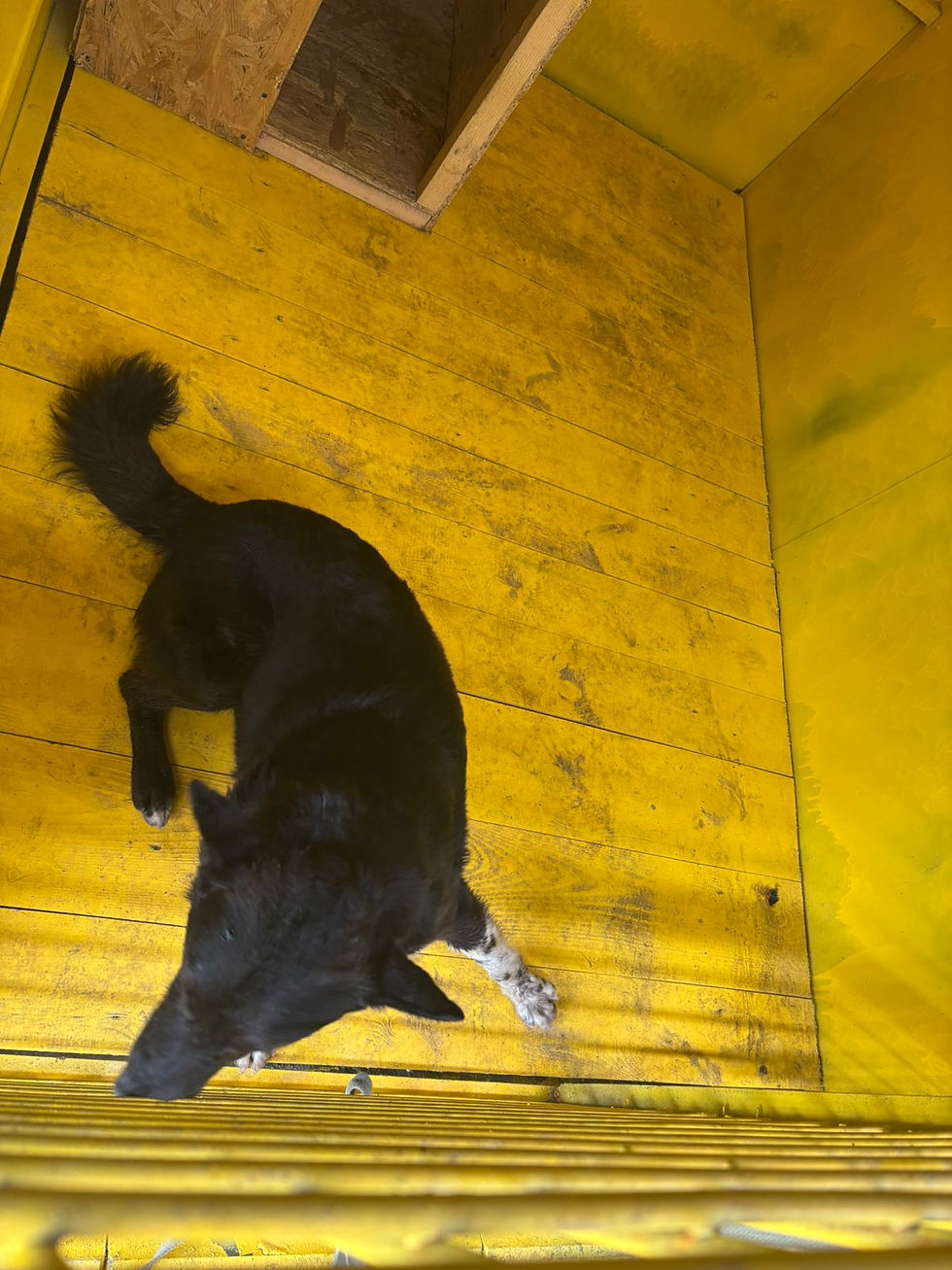 Немає клички