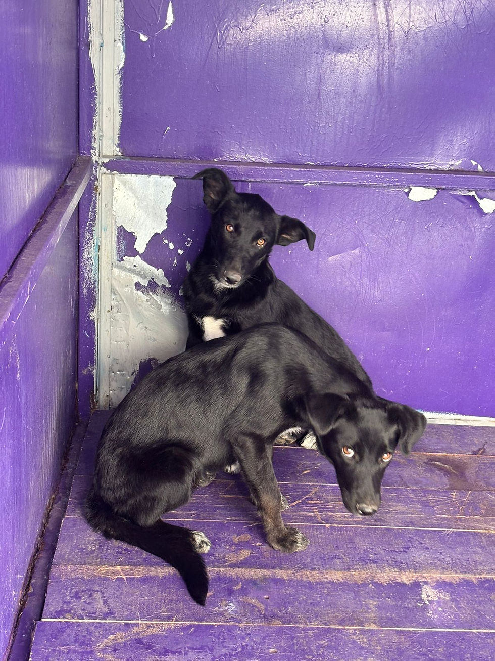 Немає клички