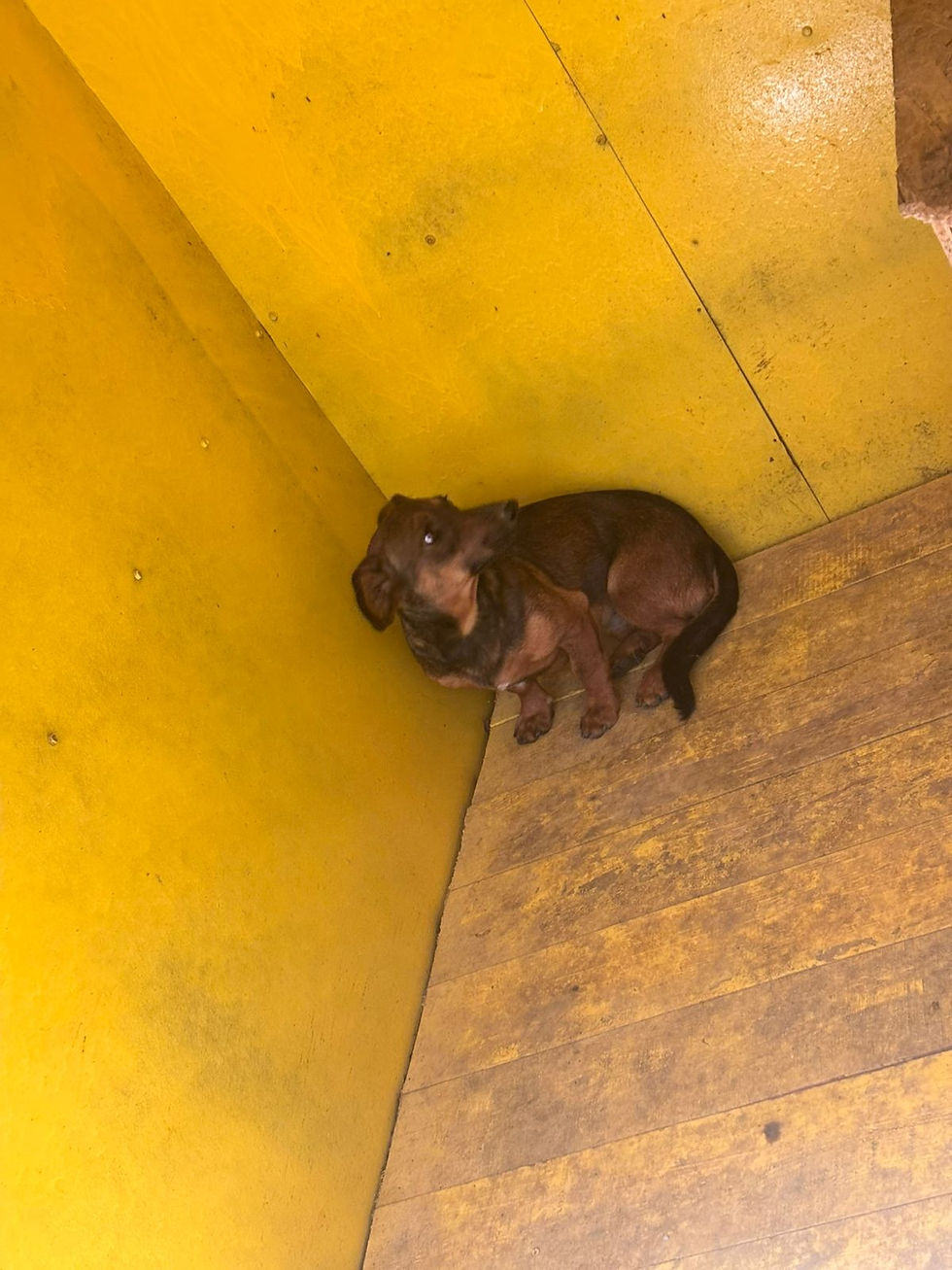 Немає клички