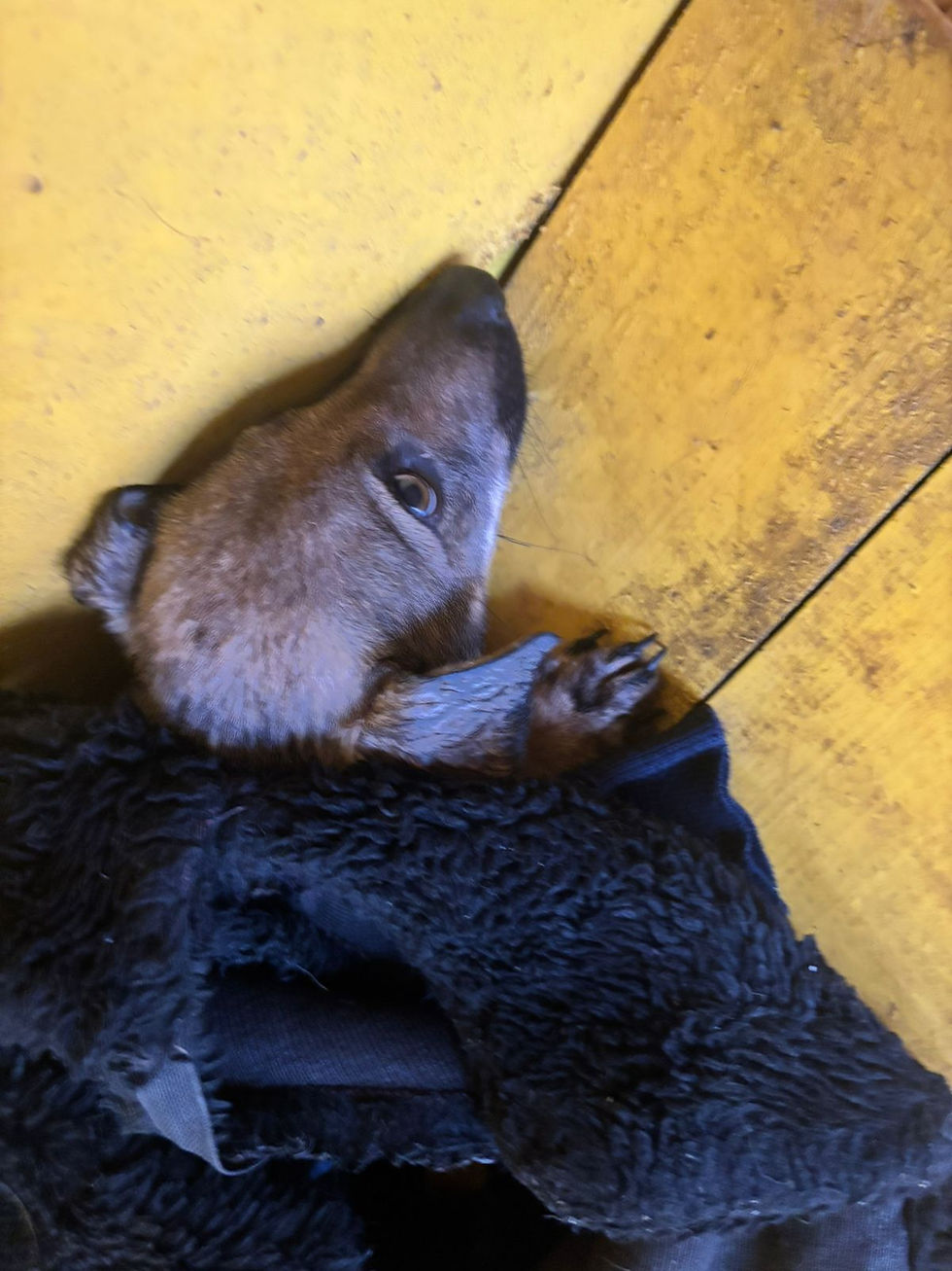 Немає клички