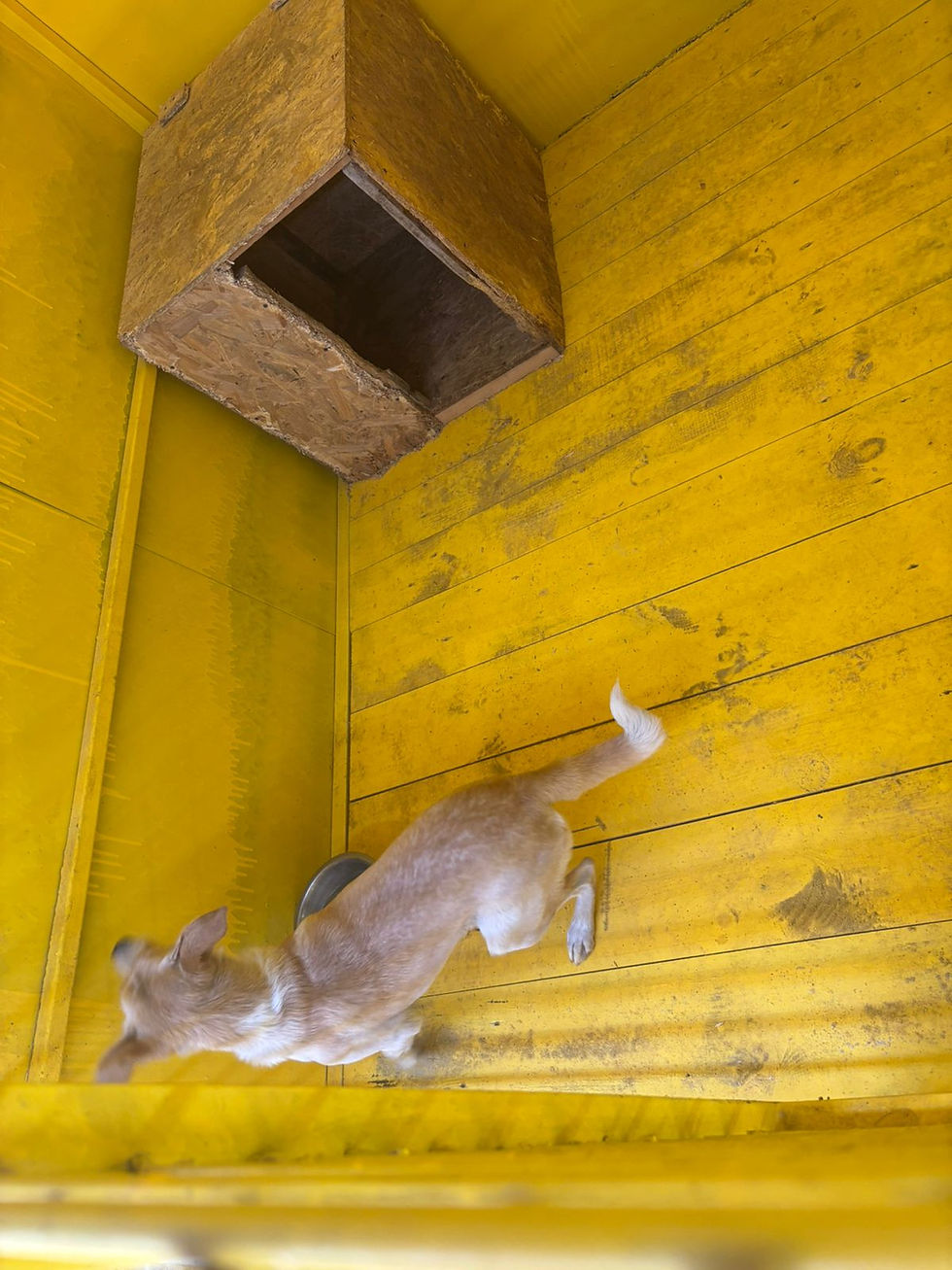 Немає клички