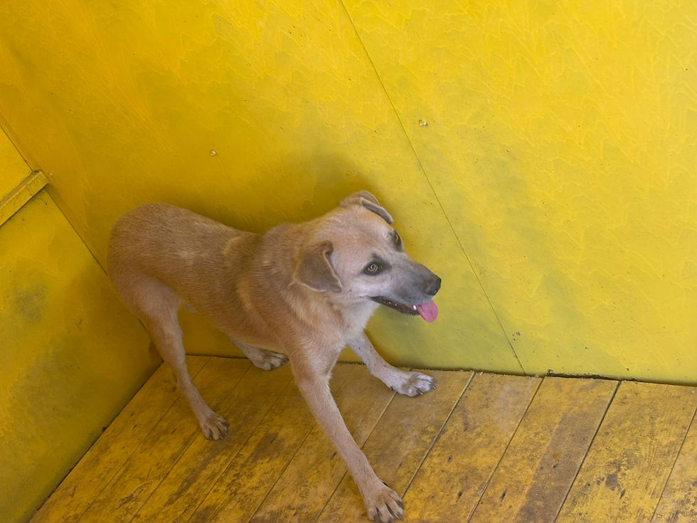 Немає клички