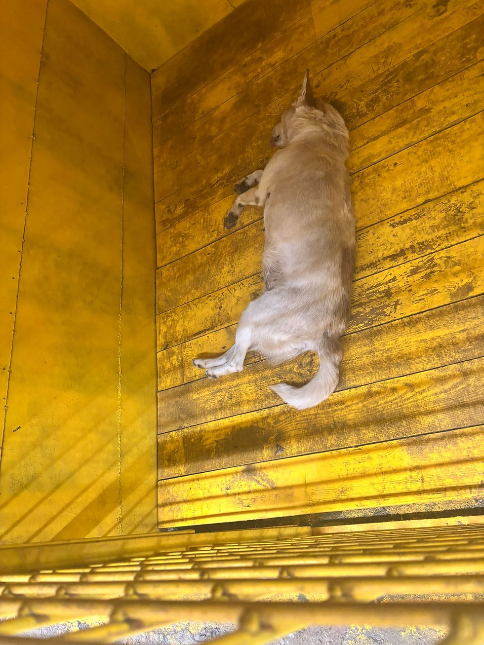 Немає клички