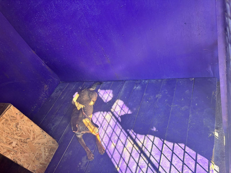 Немає клички