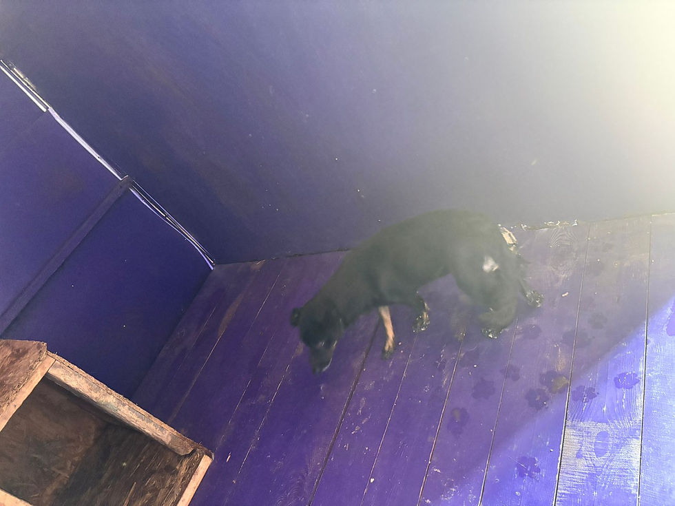 Немає клички