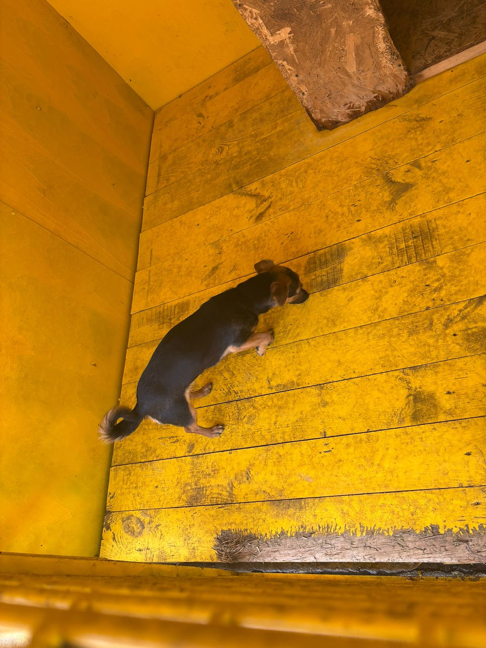 Немає клички