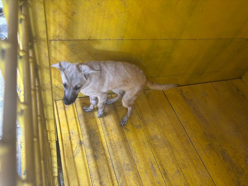 Немає клички