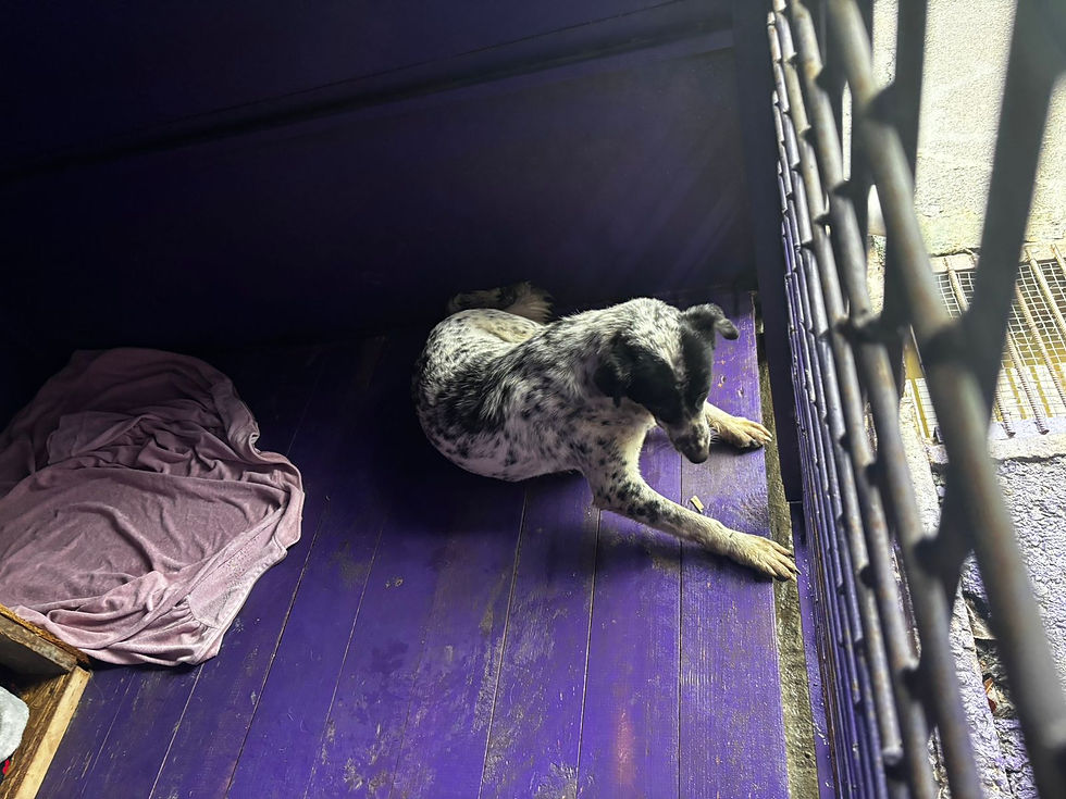 Немає клички