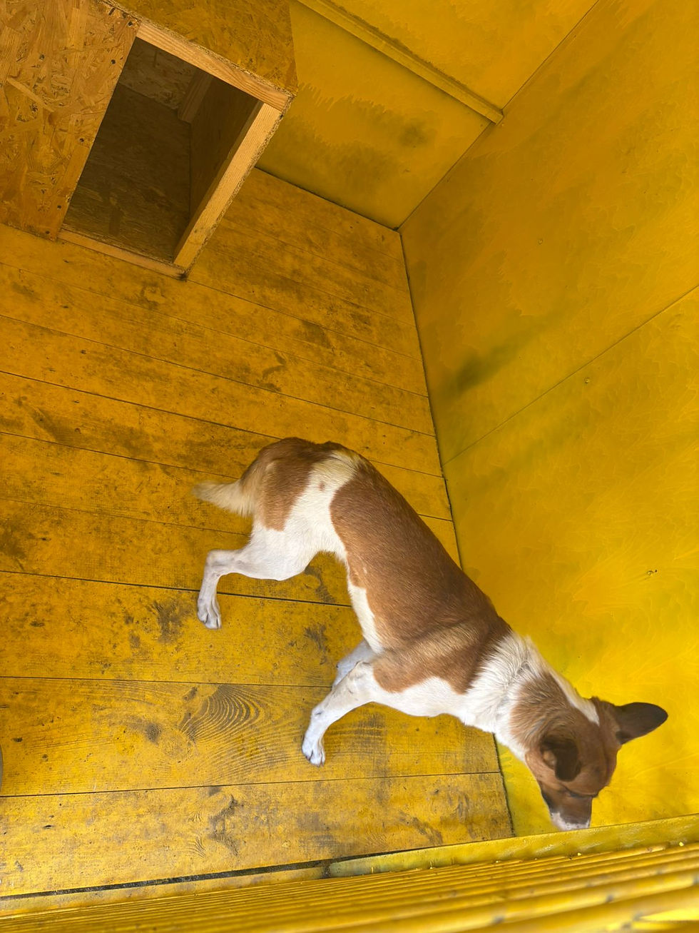 Немає клички