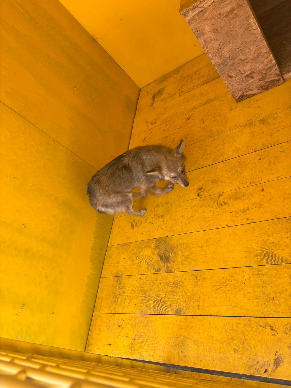 Немає клички